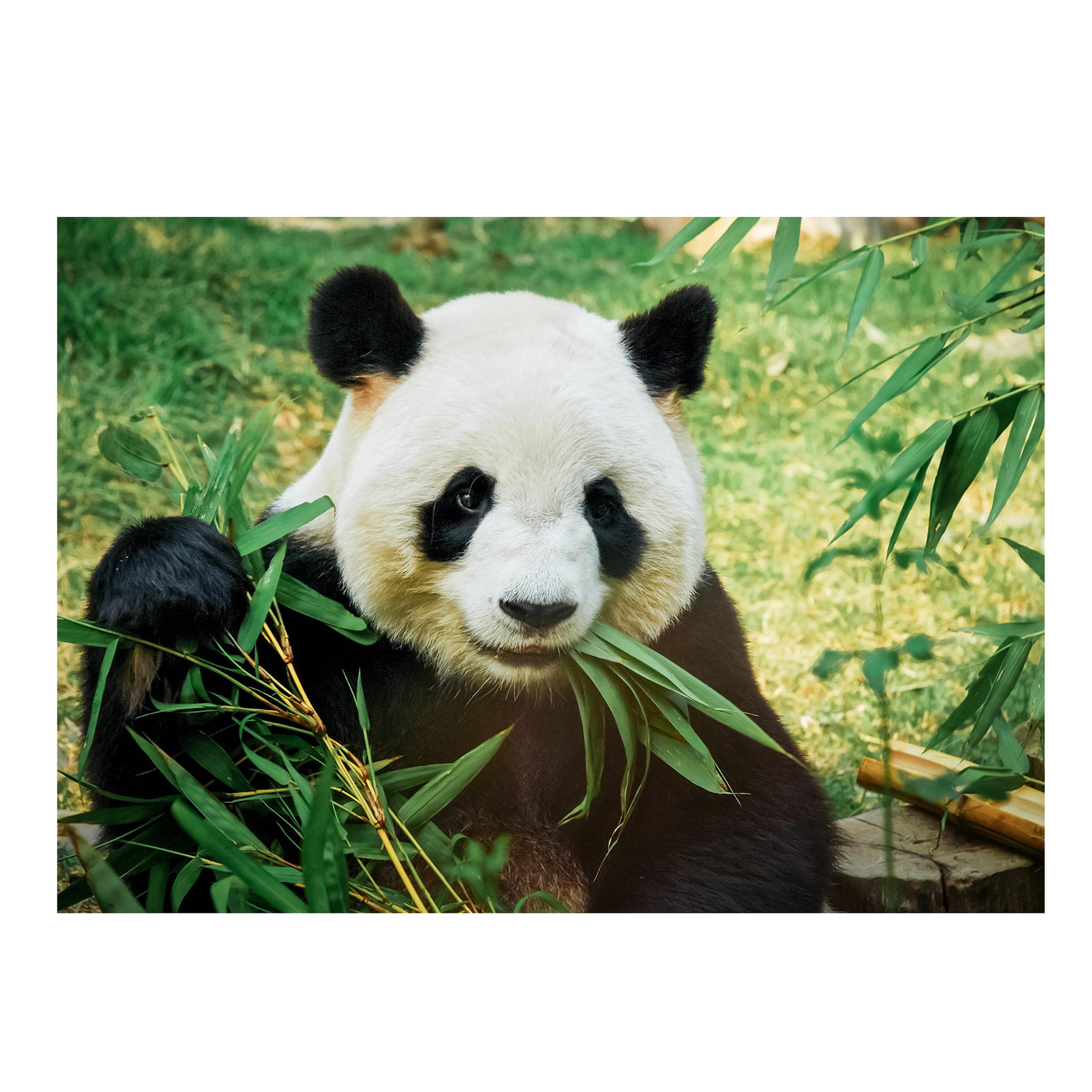 Poster natuur panda-pandabeer 84 x 59 cm