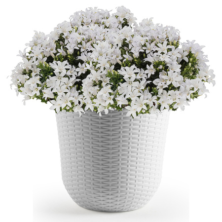 1x Ivory white plant/flower pots 25 cm round